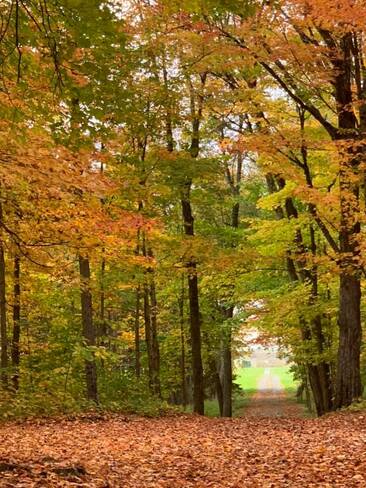 L'automne et ces belles couleurs Plessisville, QC