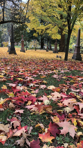 A fall blanket of love Kingston, Ontario, CA