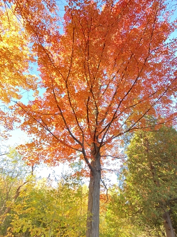 Orange Leaves Halton Hills, Ontario, CA