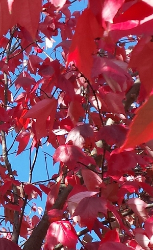 Fabulous Fall Canopy Manotick, ON