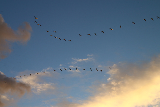 Birds Flying at Sunset Garry Point Park, Seventh Avenue, Richmond, BC