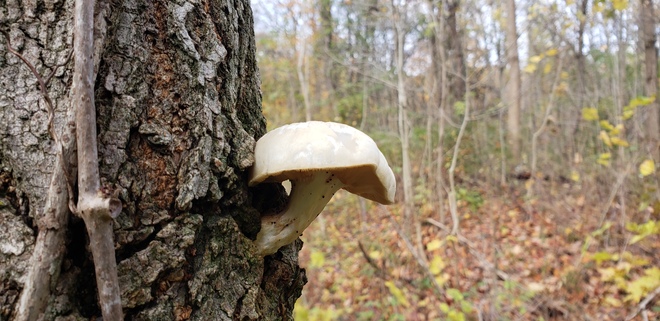 Mushroom Blooming on a Tree Hamilton, ON