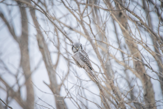 Northern hawk Owl Vonda, SK