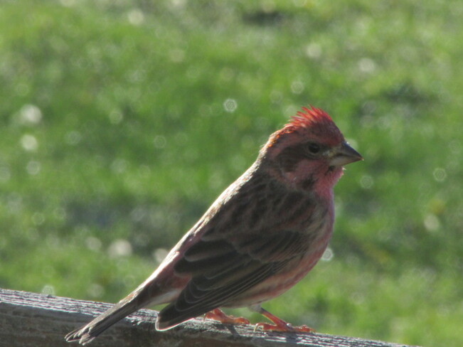 Birds Joggins, Cumberland, Subd. A, Nova Scotia