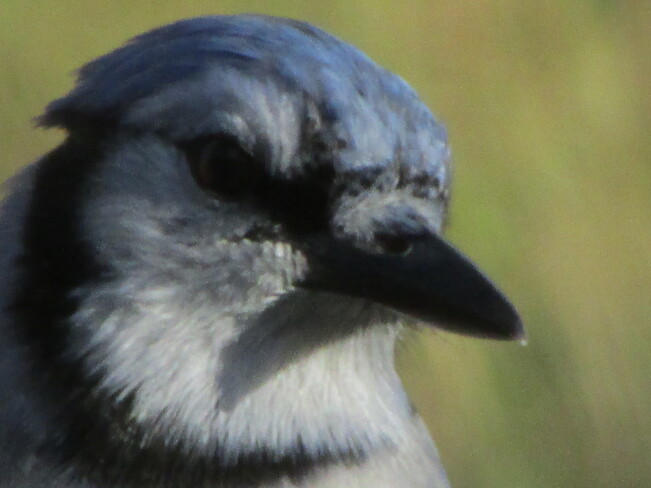 Birds Joggins, Cumberland, Subd. A, Nova Scotia