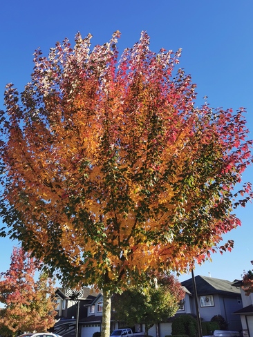 A Hint of Autumn in the Air Maple Ridge, BC