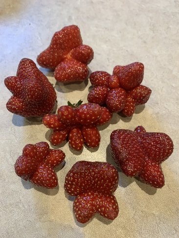 Les belles fraises du Québec... Prévost, Québec, CA