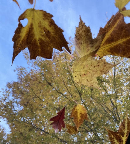 Fall London, Ontario, CA