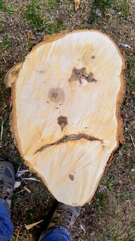 sad wood Goulais Bay, ON