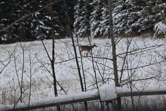 Deer on a snowy field The Prairie Creek Inn, Rocky Mountain House, AB