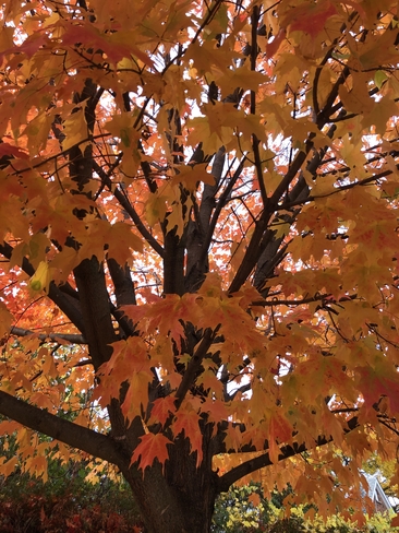 Autumn maple tree bright and warm North Oshawa, Ontario, CA