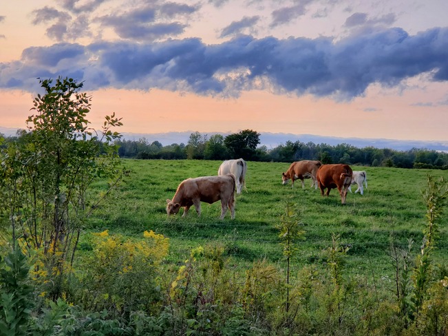 Beautiful cows Kilmarnock, ON