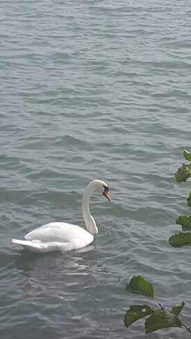 Swan Lake Port Dalhousie, ON