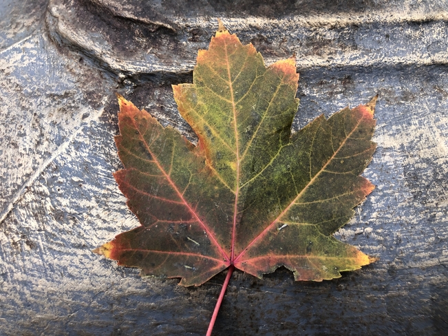 All the Colors in One Leaf Pakenham, Ontario, CA