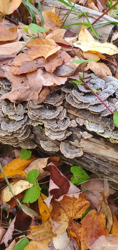 mushrooms in my yard Casselman, ON