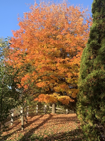 Fall North Oshawa, Ontario, CA