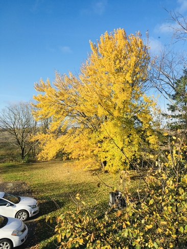 Mon arbre en Or ! Vaudreuil-Dorion, Québec, CA