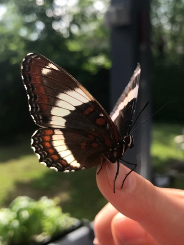 Papillon Lac-Beauport, Québec, CA