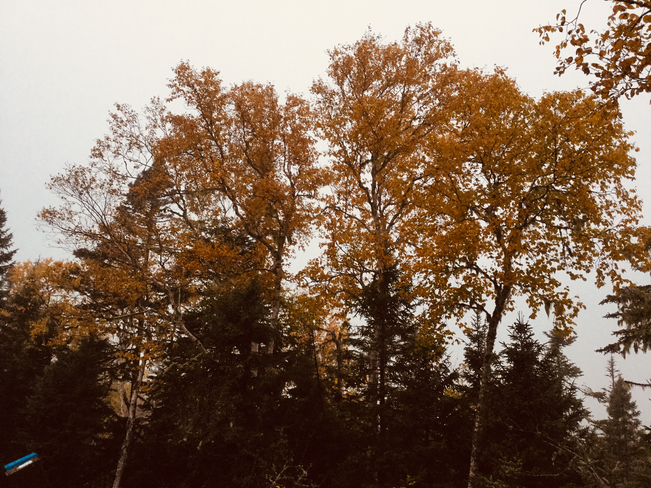 Fall trees Terra Nova, Newfoundland and Labrador, CA