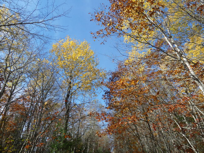 Fall leaves Indian Fields, Shelburne, Nova Scotia