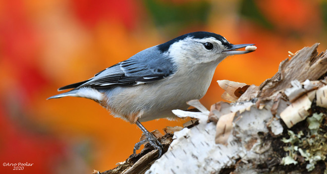 White Breasted Nuthatch Scarborough, Toronto, ON