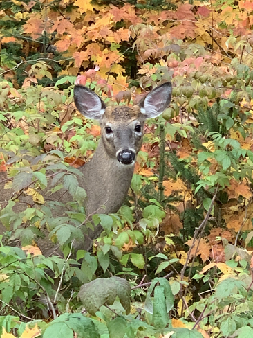 Bambi Lac-Supérieur, Québec, CA
