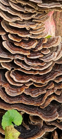 Fungi. East Gwillimbury, ON