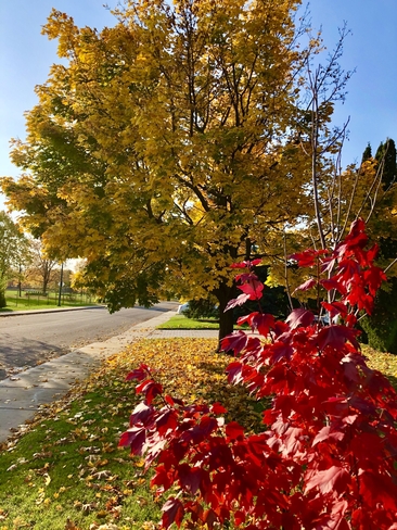 Beautiful Autumn colours Dorval, Quebec, CA