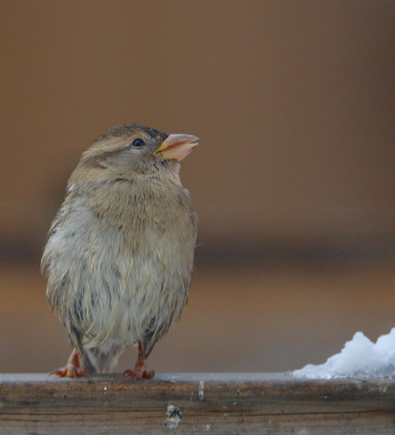 Sparrow Survivor Edmonton, AB