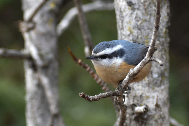 Red Breasted Nuthatch, female Thunder Bay, ON