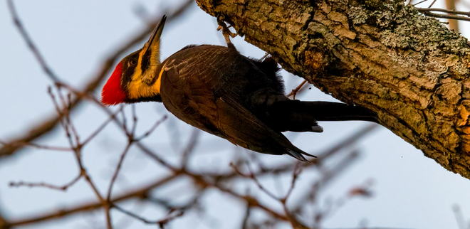 Woodpecker Leeds and the Thousand Islands, Ontario | K0E 1N0