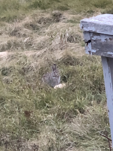 Rabbit Paisley, Ontario, CA