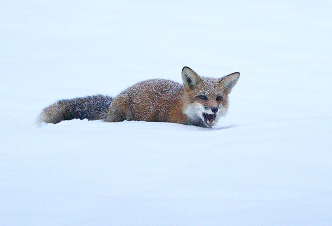 Fox in snow 2 Ottawa, ON