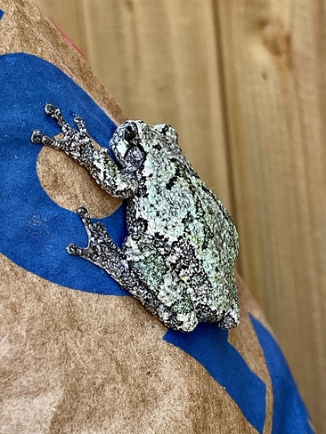 Grey Tree Frog Hespeler, Ontario, CA