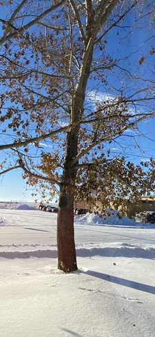 Die-Hard, Frozen in time fall leaves Wilkie, Saskatchewan, CA