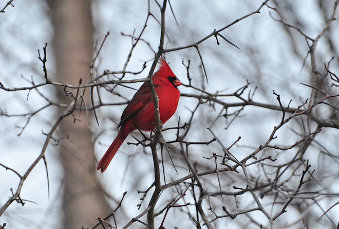 Ce bel oiseau rouge Gatineau, QC