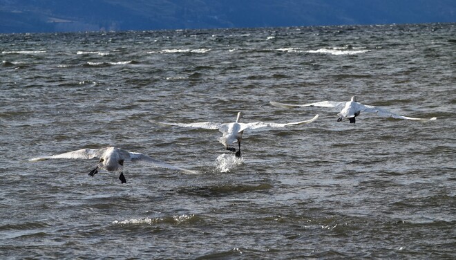 swans take flight Kelowna, BC