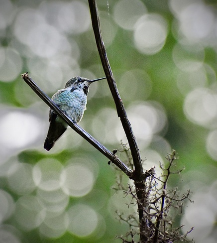 Anna Hummingbird Chilliwack, BC