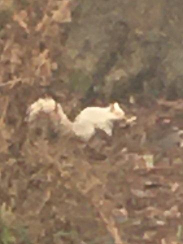 Écureuil albinos ? Saint-Lazare, Québec, CA
