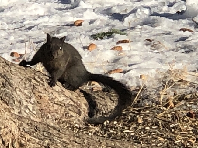 Wildlife- squirrel Calgary, Alberta, CA