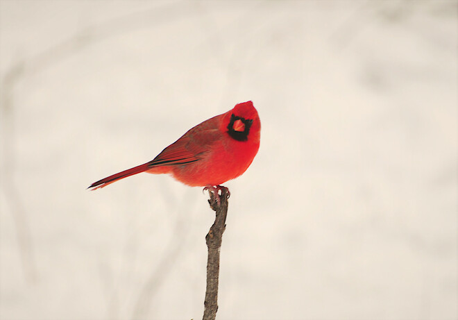 Le cardinal rouge Gatineau, QC