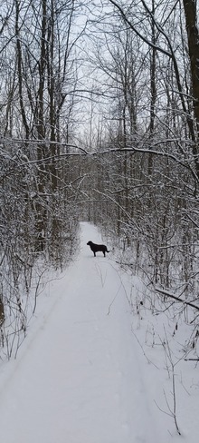 promenade en forêt Laval, QC