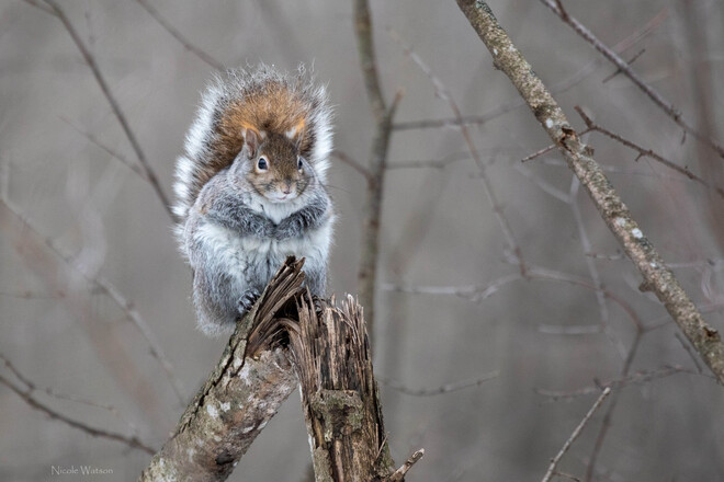 Squirrel Kingston, ON