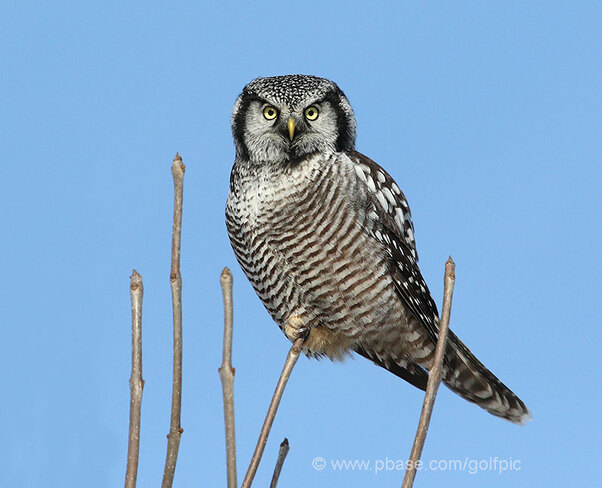 Hawk Owl Ottawa, ON