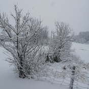 amas de neige sur les branches