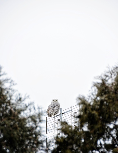 snowy owl Chatham-Kent, ON