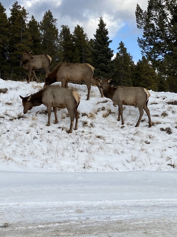 Elk in Banff Banff, Alberta, CA