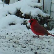magnifique oiseaux cartinal. rouge