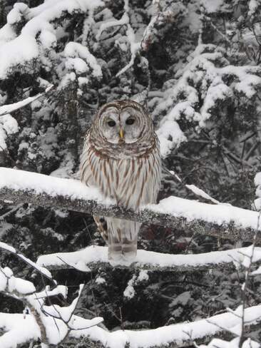 Beautiful Barred Owl Irondale, ON