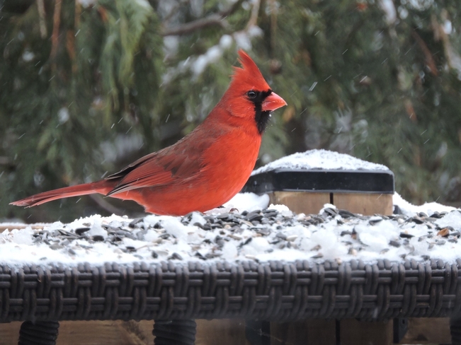 Cardinal Whitewater Region, Ontario | K0J 1Y0
